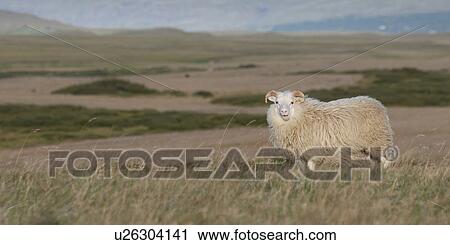 Stock Image - Icelandic sheep in meadow. Fotosearch