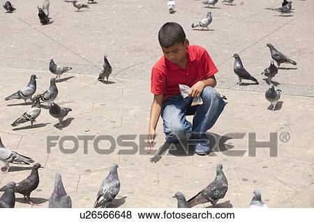Kneeling boy in a red polo shirt and jeans feeding the pigeons on the sidewalk View Large Photo Image Stock Photo - Kneeling boy in a red polo shirt and jeans feeding the pigeons on the sidewalk. Fotosearch