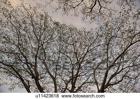 Stock Photo - lacy tree branches in the sky on a cloudy day. Fotosearch