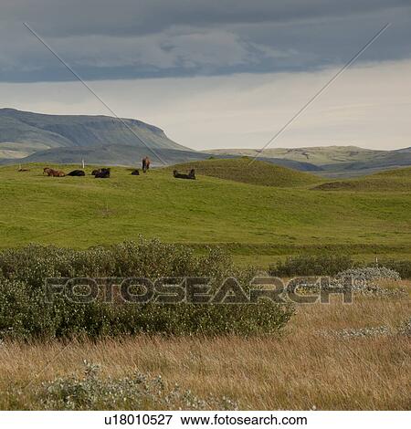 Stock Photo - Landscape, herd of Iceleandic horses resting in pastureland, mountains . Fotosearch