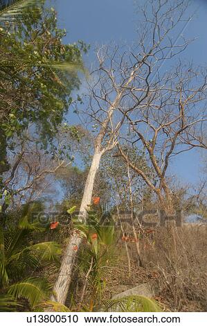 Leafless tree stretching upwards toward the blue sky in the forest View Large Photo Image Stock Image - Leafless tree stretching upwards toward the blue sky in the forest. Fotosearch