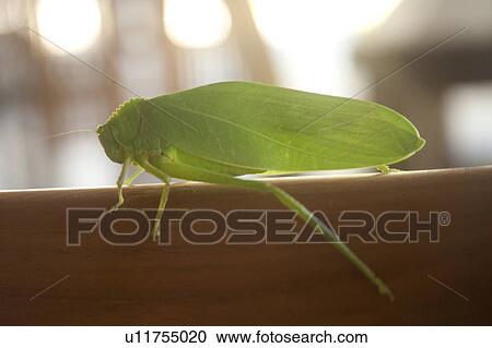 Light green cricket in profile View Large Photo Image Stock Image - Light green cricket in profile. Fotosearch