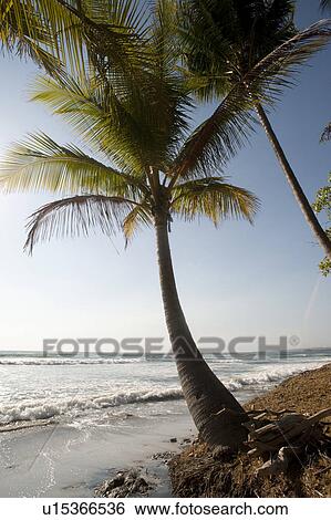 Lone palm tree at water's edge on the ocean beach View Large Photo Image Stock Photograph - Lone palm tree at water's edge on the ocean beach. Fotosearch