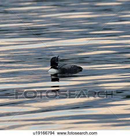 Picture - Loon on the water at Lake of the Woods, Ontario. Fotosearch