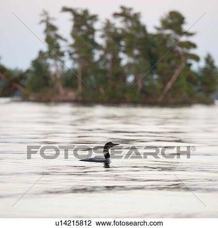 Loon on the water at Lake of the Woods, Ontario View Large Photo Image Stock Image - Loon on the water at Lake of the Woods, Ontario. Fotosearch