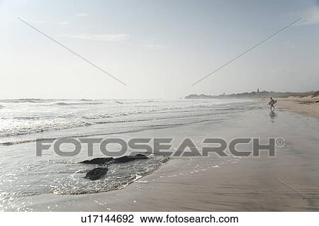 Stock Image - Male surfer on an overcast day on the beach. Fotosearch