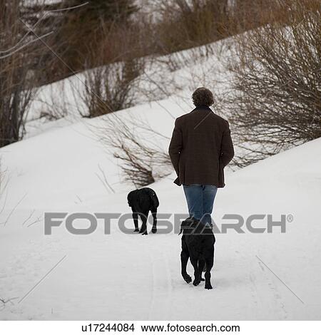 Man walking his dogs in Vail, Colorado 2010 View Large Photo Image Picture - Man walking his dogs in Vail, Colorado 2010. Fotosearch