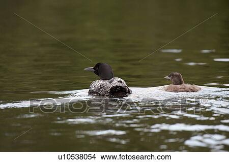 Picture - Mother loon with her duckling in the water at Lake of the Woods, Ontario . Fotosearch