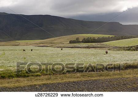 Mountain landscape with rolling hills and a grove of trees, with cattle grazing in the pasture View Large Photo Image Stock Photo - Mountain landscape with rolling hills and a grove of trees, with cattle grazing in the pasture. Fotosearch