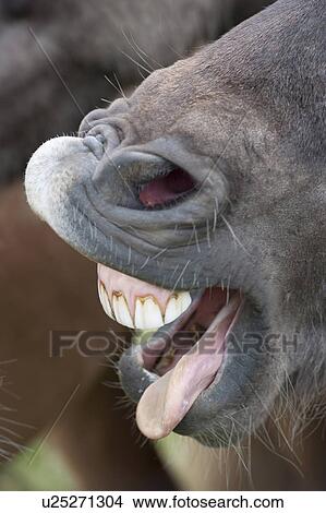 Picture - Open mouth of an Icelandic horse . Fotosearch