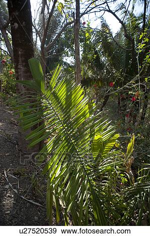 Stock Photo - Palm leaf in the jungle in Costa Rica. Fotosearch