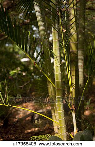 Stock Photo - Palm tree in Costa Rica tropical forest. Fotosearch