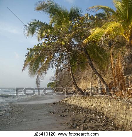 Stock Image - Palm trees along Costa Rica shoreline. Fotosearch