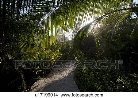 Pathway through tropical forest in San Jose Costa Rica View Large Photo Image Picture - Pathway through tropical forest in San Jose Costa Rica. Fotosearch