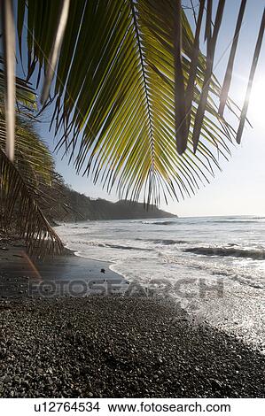 Pebble sandy beach looking over the shining ocean through palms fronds View Large Photo Image Picture - Pebble sandy beach looking over the shining ocean through palms fronds. Fotosearch