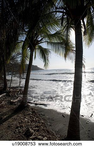 Pebble sandy beach looking over the shining ocean through palms fronds View Large Photo Image Stock Image - Pebble sandy beach looking over the shining ocean through palms fronds. Fotosearch