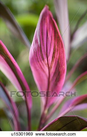 Pink leaves on a tropical plant in Costa Rica View Large Photo Image Stock Photo - Pink leaves on a tropical plant in Costa Rica. Fotosearch