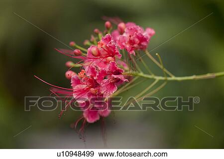 Stock Photo - Pink tropical flower in Costa Rica. Fotosearch