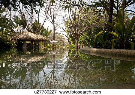 Stock Photo - Poolside cabana, with tropical jungle reflected in pool. Fotosearch
