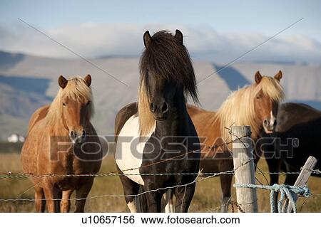Quartet of Icelandic horses in the sunlight, in a pasture, behind a barbed wired fence View Large Photo Image Stock Photograph - Quartet of Icelandic horses in the sunlight, in a pasture, behind a barbed wired fence. Fotosearch