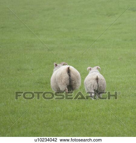 Stock Image - Rear ends of sheep in pasture . Fotosearch