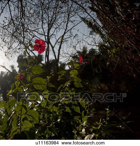 Red Hibiscus plant in Costa Rica View Large Photo Image Picture - Red Hibiscus plant in Costa Rica. Fotosearch