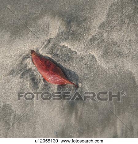 Stock Image - Red leaf on the sandy shore in Costa Rica. Fotosearch
