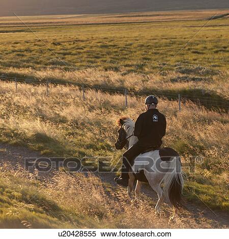 Rider on Icelandic horse on path in pasture View Large Photo Image Stock Photography - Rider on Icelandic horse on path in pasture. Fotosearch
