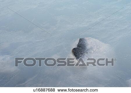 Rock jutting out of the water View Large Photo Image Stock Photo - Rock jutting out of the water. Fotosearch