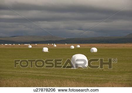 Round strawbales wrapped in plastic looking like marshmallows on farmland with black clouds View Large Photo Image Stock Photograph - Round strawbales wrapped in plastic looking like marshmallows on farmland with black clouds. Fotosearch