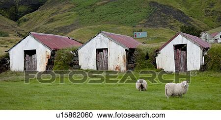 Stock Image - Rugged rusty farm sheds and sheep on a hillside. Fotosearch