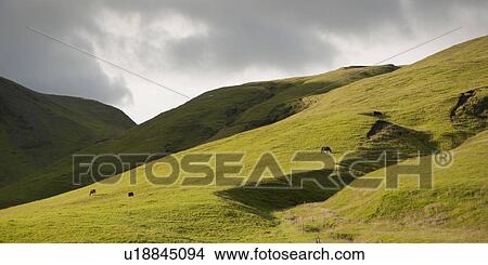 Picture - Rural landscape, rolling hills, horses grazing on pastureland. Fotosearch
