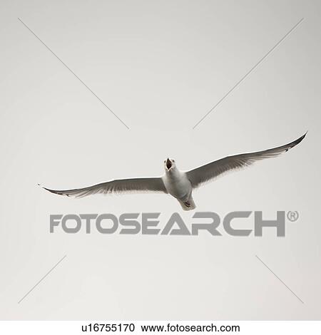 Sea Gull flying in the sky over Lake of the Woods, Ontario View Large Photo Image Stock Image - Sea Gull flying in the sky over Lake of the Woods, Ontario. Fotosearch
