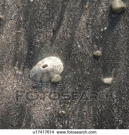 Picture - Sea shells along the beach in Costa Rica. Fotosearch