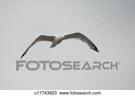 Seagull in flight over Lake of the Woods, Ontario View Large Photo Image Stock Image - Seagull in flight over Lake of the Woods, Ontario. Fotosearch