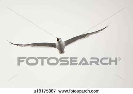 Seagull in flight over Lake of the Woods, Ontario View Large Photo Image Stock Photo - Seagull in flight over Lake of the Woods, Ontario. Fotosearch