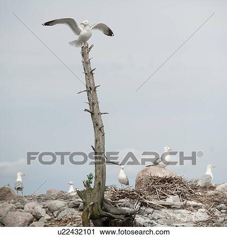 Stock Image - Seagulls at Lake of the Woods, Ontario. Fotosearch