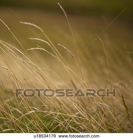 Stock Photo - Seed head on grass stalk. Fotosearch
