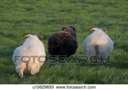 Sheep walking away in a grassy pasture View Large Photo Image Stock Image - Sheep walking away in a grassy pasture. Fotosearch