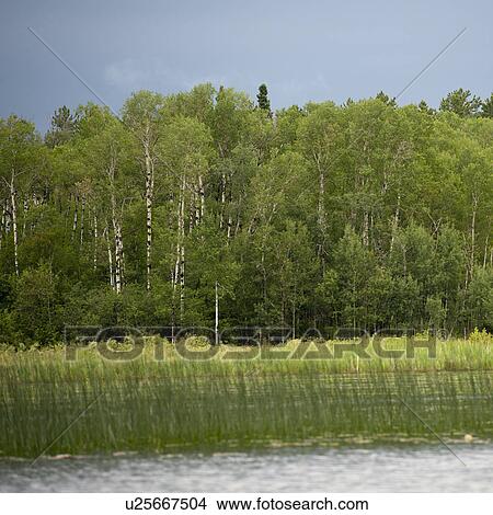 Picture - Shoreline along Lake of the Woods, Ontario. Fotosearch