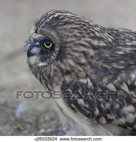 Picture - Short-eared owl, close-up, profile. Fotosearch
