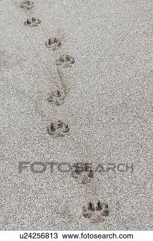 Single dog paw print in the sand View Large Photo Image Stock Image - Single dog paw print in the sand. Fotosearch