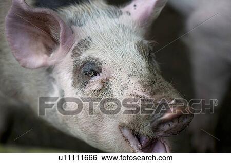 Stock Photograph - Smiling black and white piglet with pink nose nd ears. Fotosearch