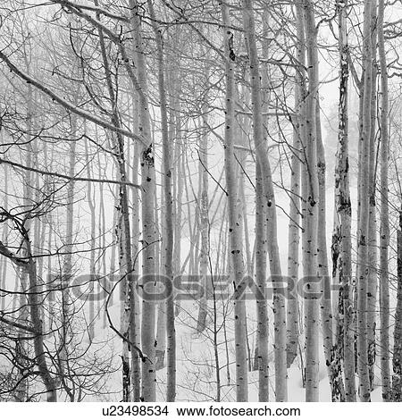 Picture - Snow covered forest in Vail, Colorado. Fotosearch