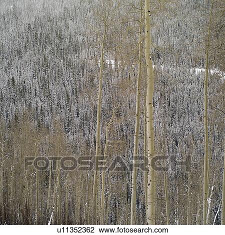 Snow covered forest in Vail, Colorado View Large Photo Image Stock Image - Snow covered forest in Vail, Colorado. Fotosearch
