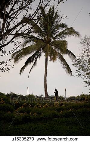 Stock Image - solitary palm tree silhouetted against a cloudy sky on a cool sky, with a person standing below, wth bare branches on either side. Fotosearch