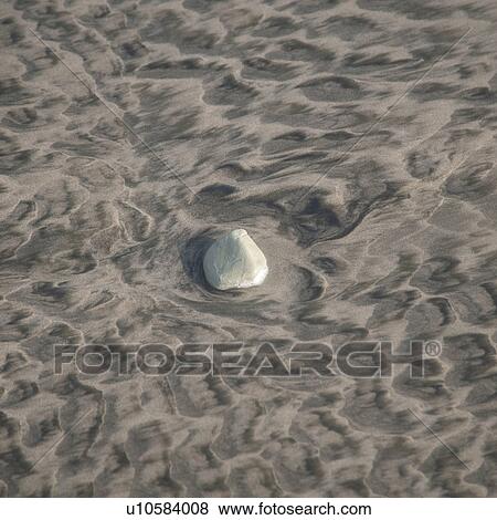 Stock Photo - Stones and sea shells along the beach in Costa Rica. Fotosearch