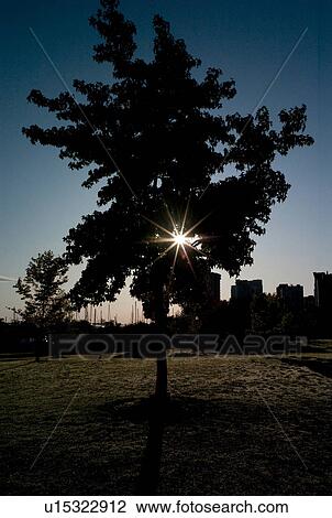 Stock Image - Sun shining through a tree in Vancouver, British Columbia, Canada. Fotosearch