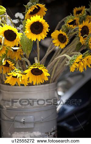 Sunflowers in a grey bucket View Large Photo Image Stock Image - Sunflowers in a grey bucket. Fotosearch