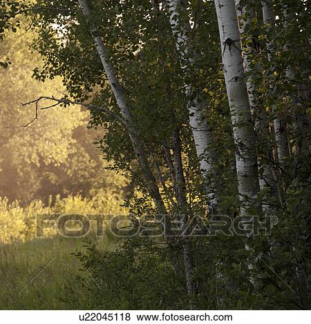 Sunlight through the trees at Lake of the Woods, Ontario View Large Photo Image Stock Photo - Sunlight through the trees at Lake of the Woods, Ontario. Fotosearch